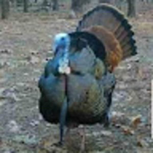 Meet your Posher, Kenny